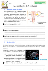 Reproduction des êtres humains - Exercices : 8ème Harmos - PDF à imprimer