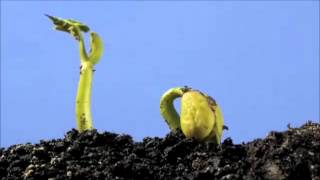 Végétaux - Vidéos pédagogiques - Stades du développement d’un être vivant - Sciences : 5ème, 6ème, 7ème Harmos