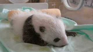 Animaux - Vidéos pédagogiques - Stades du développement d’un être vivant - Sciences : 5ème, 6ème, 7ème Harmos