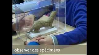 Classification des animaux - Vidéos pédagogiques - Stades du développement d’un être vivant - Sciences : 5ème, 6ème, 7ème Harmos