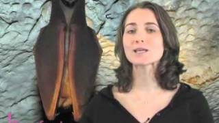 Animaux et leur milieu - Vidéos pédagogiques - Stades du développement d’un être vivant - Sciences : 5ème, 6ème, 7ème Harmos