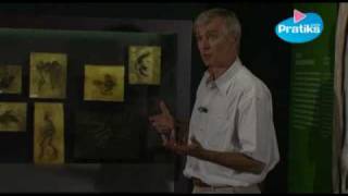 Traces de l’évolution des êtres - Vidéos pédagogiques - Stades du développement d’un être vivant - Sciences : 5ème, 6ème, 7ème Harmos