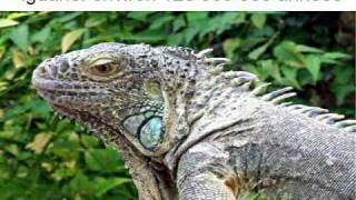 Evolution des êtres - Vidéos pédagogiques - Stades du développement d’un être vivant - Sciences : 5ème, 6ème, 7ème Harmos