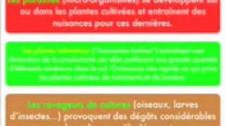 Vidéo Production alimentaire par l’élevage ou la culture - Vidéos pédagogiques - SVT : 8ème Harmos