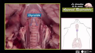 Vidéo Digestion - Apport des nutriments dans le sang - Vidéos pédagogiques - SVT : 9eme Harmos