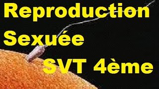 Vidéo Reproduction sexuée des êtres vivants - Vidéos pédagogiques - SVT : 10ème Harmos