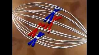 Transmission de l'information génétique - Vidéos pédagogiques - SVT : 11ème Harmos