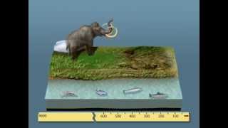 Vidéo Au cours du temps, des peuplements qui changent - Vidéos pédagogiques - SVT : 11ème Harmos