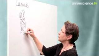 Origine de la diversité des êtres humains - Vidéos pédagogiques - SVT : 11ème Harmos