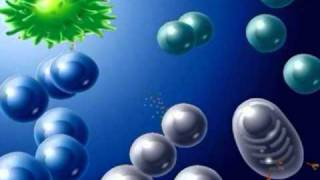 Risques infectieux et protection de l'organisme - Vidéos pédagogiques - SVT : 11ème Harmos